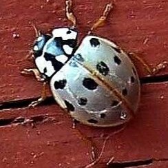 Visit WhiteLadybug's profile on GETTR. View their posts, photos, videos, and connect with them on the social platform.