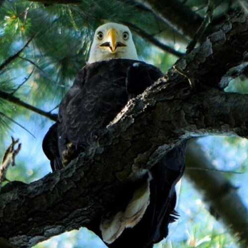 Visit 🇺🇸🎺ALLCHOPS🎺🇺🇸's profile on GETTR. View their posts, photos, videos, and connect with them on the social platform.