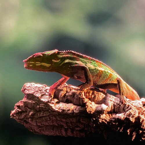 新中国联邦公民 
The New Federal State of China=Chinese                                      
CCP≠China,
CCP≠Chinese, 
CCP Virus...