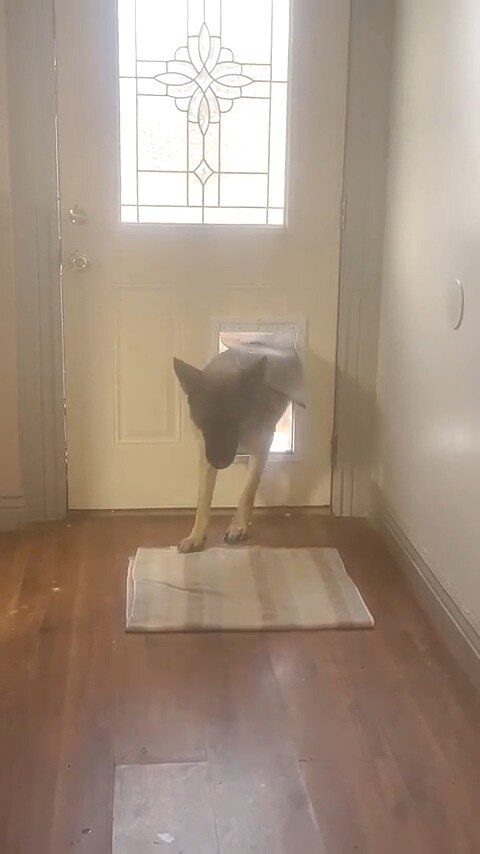 Deer Follows Dogs Inside  #Meme #funnydog #cuteanimals