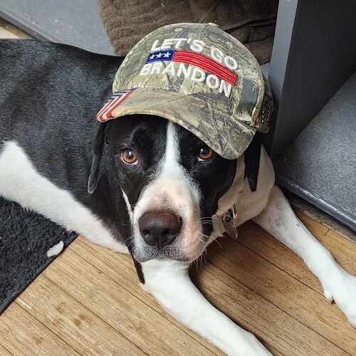 Visit gfish461's profile on GETTR. View their posts, photos, videos, and connect with them on the social platform.