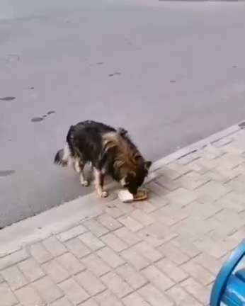 PAY ATTENTION: This is what dogs think of McDonald’s. 

Now if a dog wouldn’t eat McSh*t, why would ...