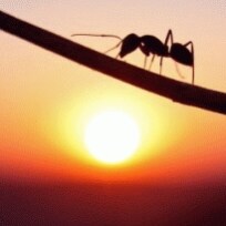 Visit Rogério Bat's profile on GETTR. View their posts, photos, videos, and connect with them on the social platform.