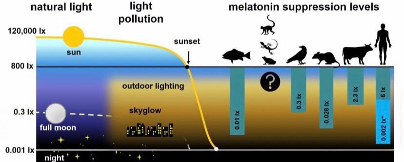 生物钟的发现时间相对较晚，大约是 30 年前。但事实上，在东方医学中，“内脏激活的时间”早在2000年前就已为人所知。

⬆️健康、肥胖和慢性病最容易被忽视的方面之一：
昼夜节律
许多人在努力保持健康...