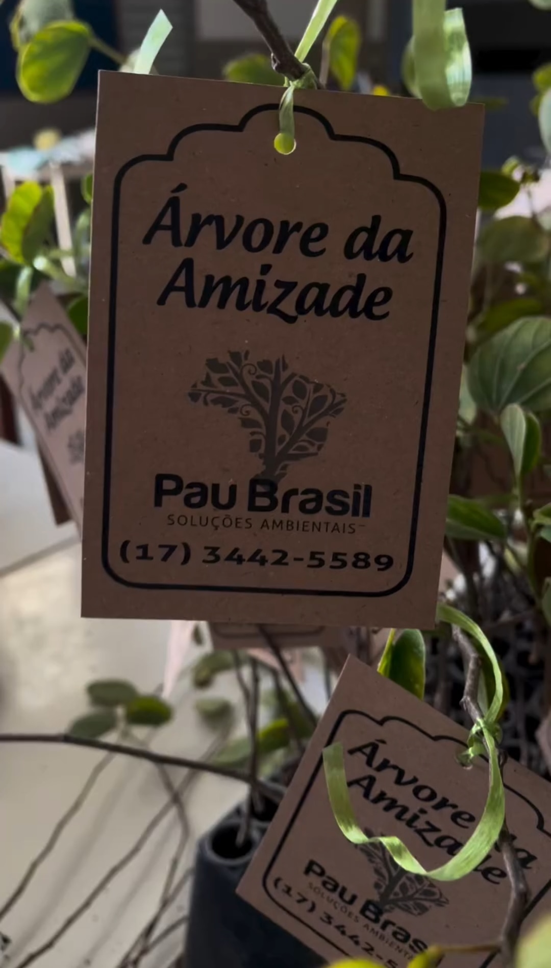 Texto da Glaucia Garcia e da Casa da Amizade de Fernandópolis:

Quando recebia rotarianos e autorida...