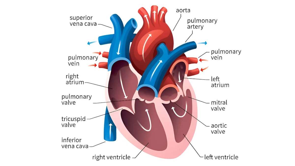 The Mysteries of the Anatomical Heart Revealed

The human heart is more than just a pump; it is a co...