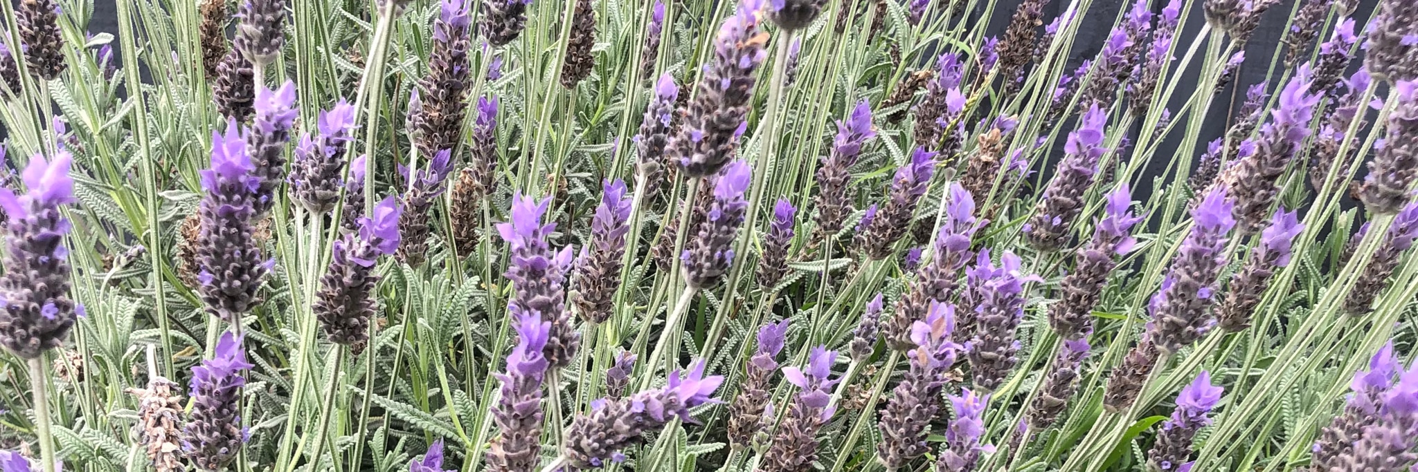 照见五蕴皆空