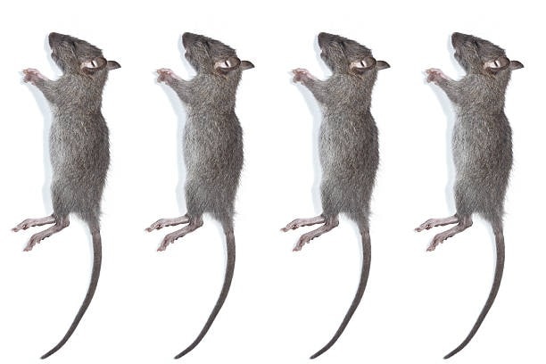 Le Valeur De Rat De Contrôle Dans Le Val Doise 

Rongeurs contrôle dans le Val d'Oise est important pour garder public de la santé et sécurité. Rats peut mettre maladies, infecter food produits et détente considérable bien dommages. Dans urbaine et pays zones, ils peuvent rapidement augmentation, apporter invasions sont difficile à poignée de. Fiable rongeurs aide cesser la propagation de maladies comme la leptospirose et l'infection à hantavirus. Ailleurs il protège maisons et organisations et la structure dommages a apporté sur par ronger et de nidification. https://deratisation95valdoise.fr/

Deratisation 95 Val Doise

+33752704882

395 Rue du Général Leclerc, 95130 Franconville, France
