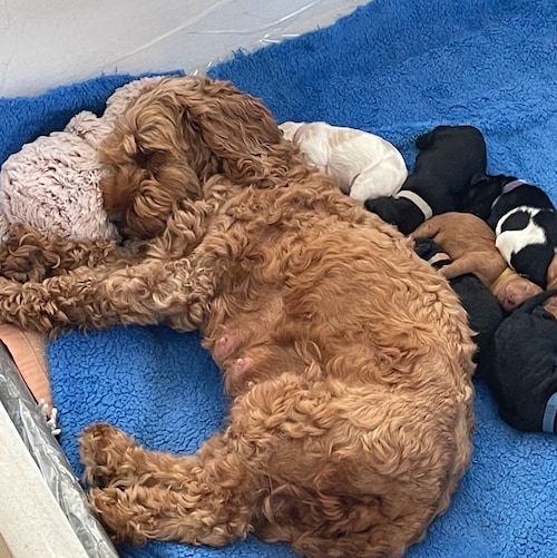 Proud loving American living in the land of Australia. Best of both worlds until Covid.