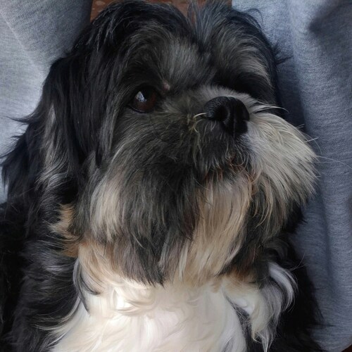 Visit belnuovo's profile on GETTR. View their posts, photos, videos, and connect with them on the social platform.