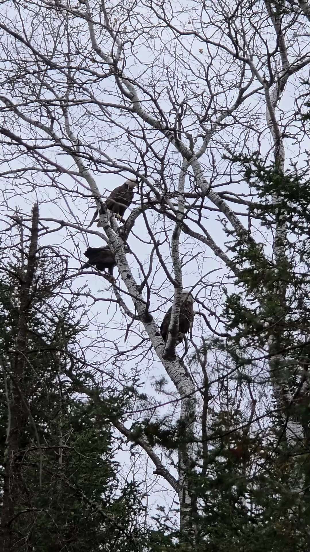 We had a batch of eagles hanging out watching our chickens today