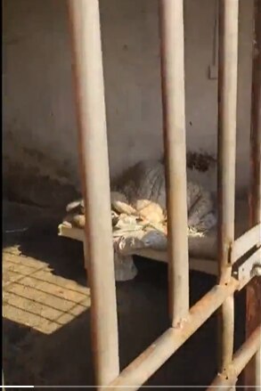 12月21日，湖北天门网友发布视频披露，位于何场村的拖市镇的养老院，房屋破败不堪，肮脏不堪，冬天窗户无玻璃，且都是铁栅栏，人都被锁在房间里。知情者：该养老院住的都是智力障碍、年纪大的老人。