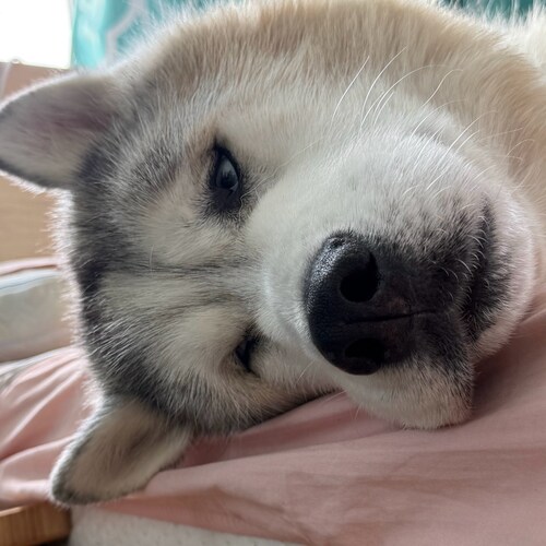 cowboys fan.  Owner of 2 huskies