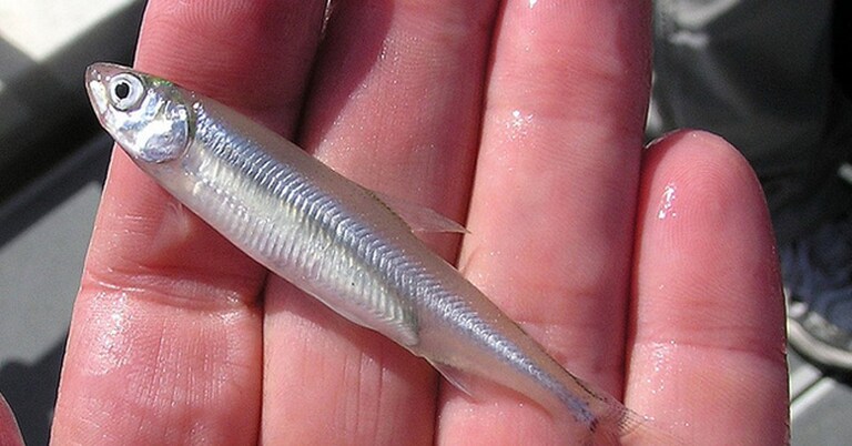 Just Saying!🤔😎This is a Delta Smelt which has a lifespan of 1 year that California Governor NewScum protected to cut the water supply going to fight fire