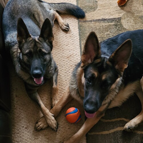 USN Vet ---- MAGA ---- Trump Won