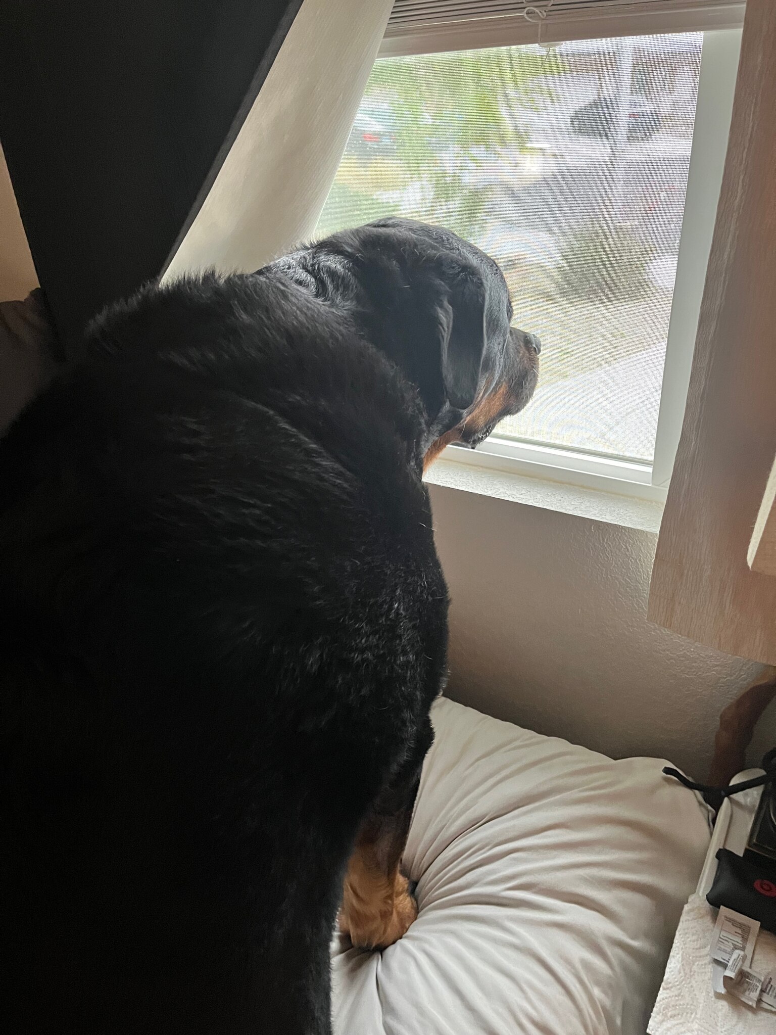 Posted up on Daddy watch! 🤣🤣 #rottweilers #choosehappy #unconditionallove  

