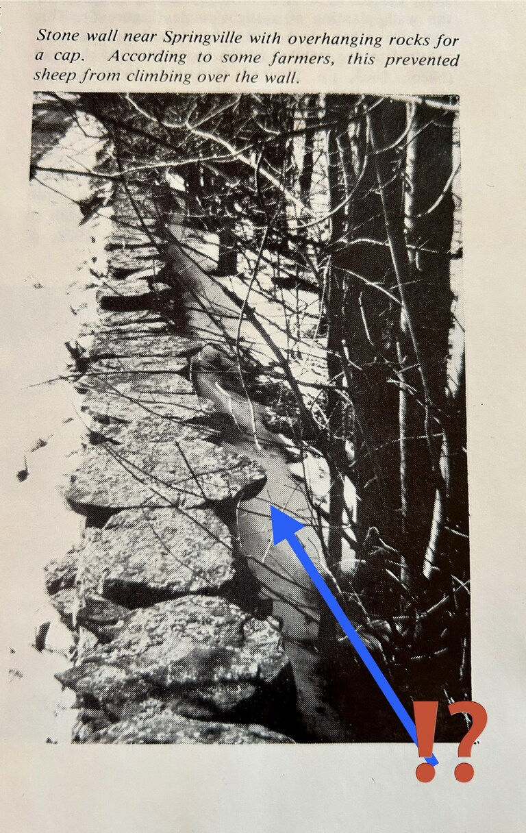 Way Back Wednesday Farm Edition-
My husband grew up on a sheep farm. After doing some research on dry stack walls…I found it says wide caps keep sheep fro