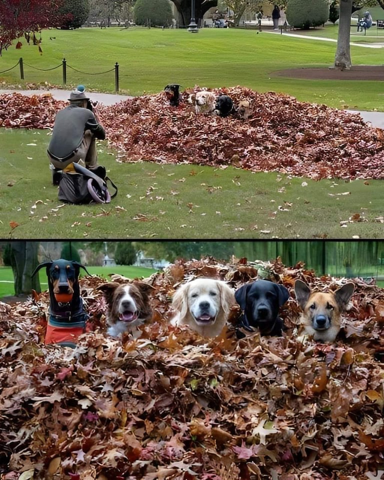 #Meme #funnydog