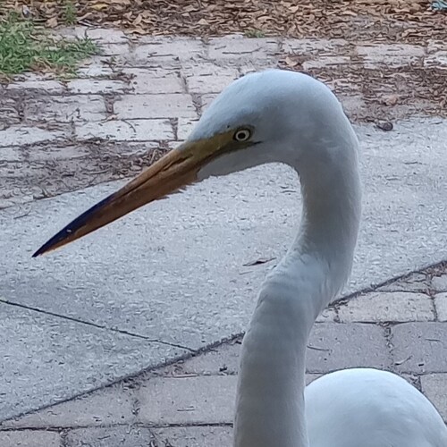 Trump is our ACTUAL President, Ayn Rand is a goddess, and Ween is the greatest band ever!