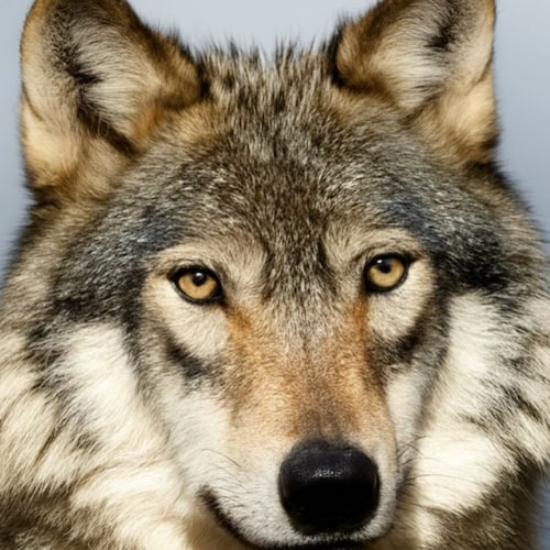 Visit voyouninon's profile on GETTR. View their posts, photos, videos, and connect with them on the social platform.