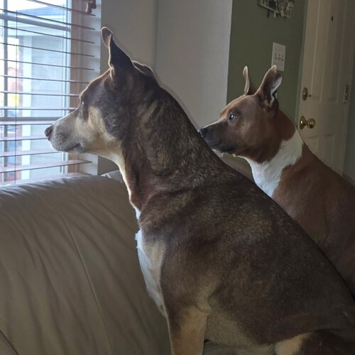 Retired Tsgt/E6 US Air Force, Retired USPS CITY CARRIER. GOD, FAMILY, COUNTRY.