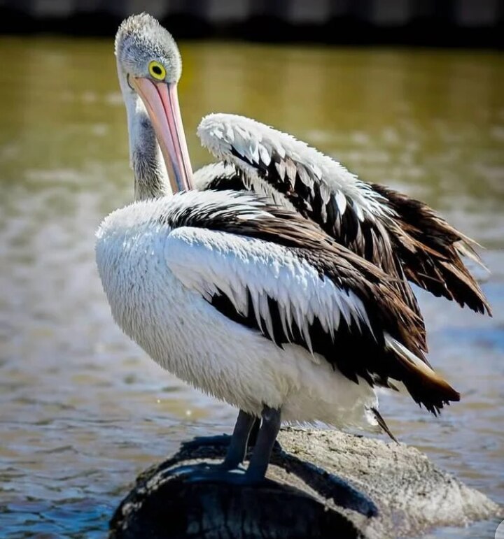 The Australian pelican (Pelecanus conspicillatus) is a large, white bird with a distinctive long bil...