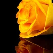 Pope John/Johana
(Pope of Our Lady)