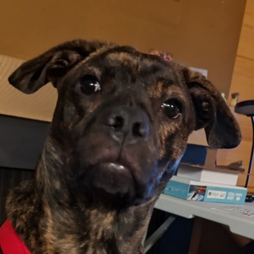 Just a plain Jo trying to live a simple life