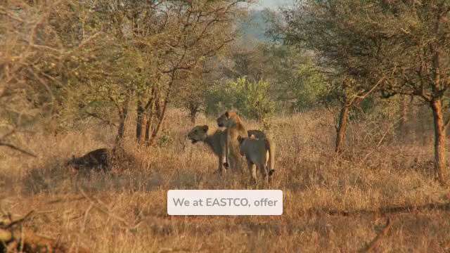 Greatest African Safari Tours in Tanzania

The very best safaris in Tanzania blend thrilling game dr...