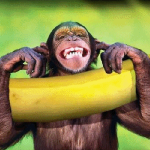 Dar₩in Monk€y de retour...
Sur Gettr 
Banque vidéos 📽🎞🎬🐒