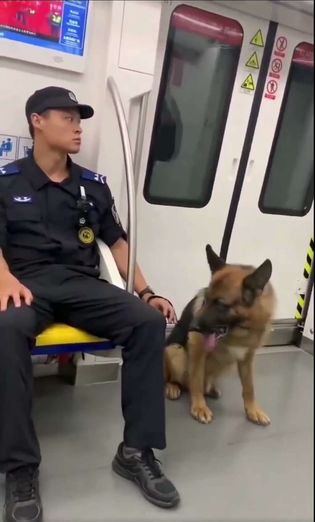 中共以狗治国

为了93阅兵维稳，中共在北京地铁上每个车厢门配一名警察和一只警犬。中共防民已经到了如此疯狂的地步，创古今中外之最！尽显红朝末日之象！

#中共乱象 #中共以狗治国 #三票先生 
