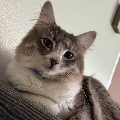 Blogger, gamer, writer, crazy cat lady