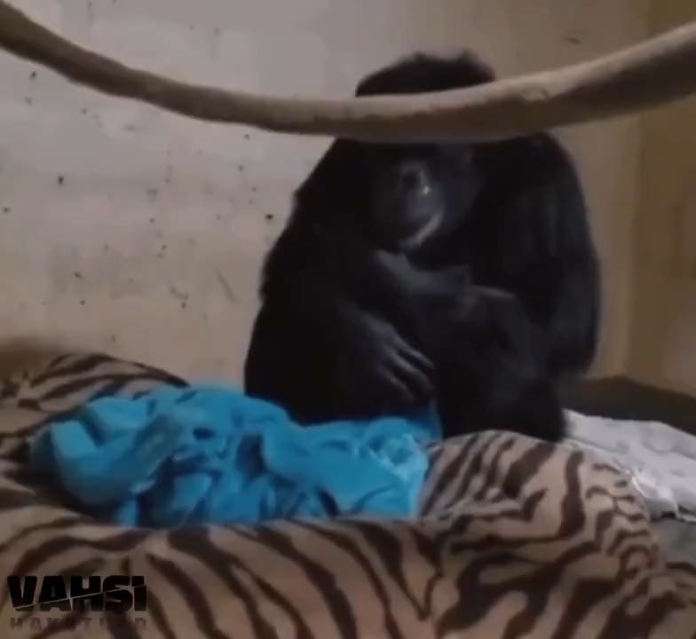 This mother chimp found her baby is alive, & her joy & happiness can be seen from that huge hug…what...