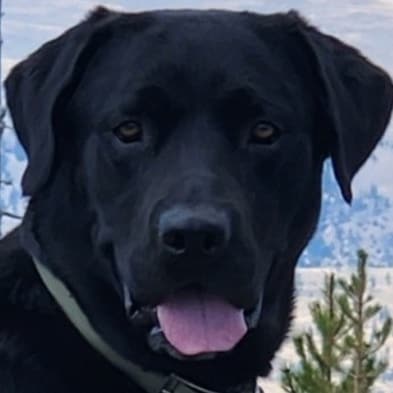 Trump supporter, MAGA, Veteran, Patriot, lifetime member NRA, & VFW,