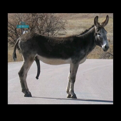 Stranger in my own country.
Islam is a death cult
Proud 3%er 😉
Yes, I'm aware I swear a lot. Fuckoff.