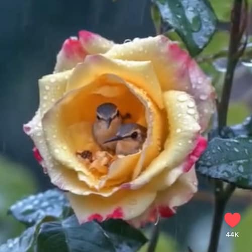 Visit FaithFamilyFrdm's profile on GETTR. View their posts, photos, videos, and connect with them on the social platform.