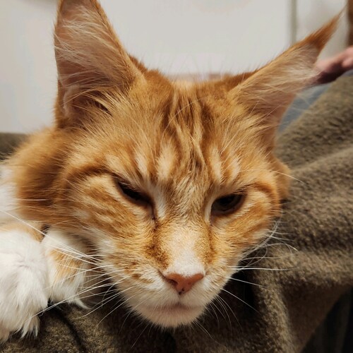 Christian
Husband 
Father