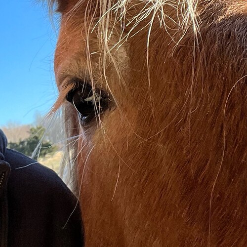 Farmer. Lover of Freedom and Independence traditional Catholic