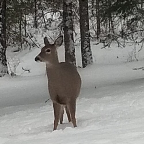 Christian, Conservative, Constitutionalist, America First. The truth will out!
Also on TRUTH @IdahoRedHWL