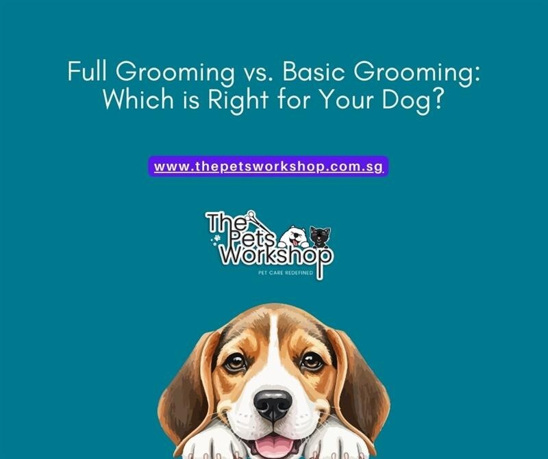 Full Grooming vs. Basic Grooming: Which is Right for Your Dog?-Pets Workshop
Grooming is more than a...