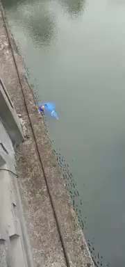 2025年12月13日，上海。一名小哥遭遇查电动车，选择跳桥。

图二是福建省泉州市安溪县，有人拍到交警将路边停放的电动车集中拖离现场。由于车辆数量过多，现场拖车无法装下，最终甚至调用了货拉拉车辆协助...