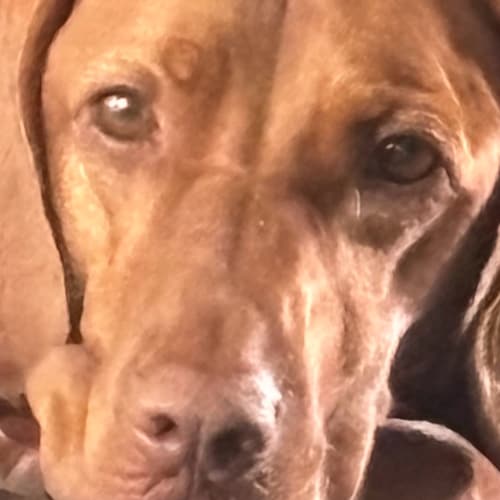 ❤️🇺🇸Mom of 2, Grandmother of 4, married 49 years❤️, Conservative, MAGA🇺🇸English only🇺🇸 PLEASE!
No DMs I mute troll...