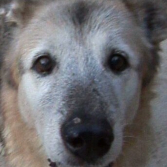 Reset to November 4th 2020. 
Fix THE STEAL.
