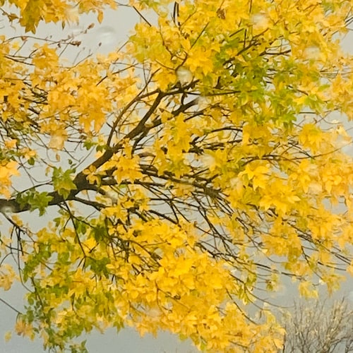 Supported President TRUMP 🦅🇺🇸Since Day 1 &before 2015
Jesussaid, “ fear not..”
🇺🇸🇮🇱🙏🏻 
#MAGA 🎺
JESUS IS LORD
T...