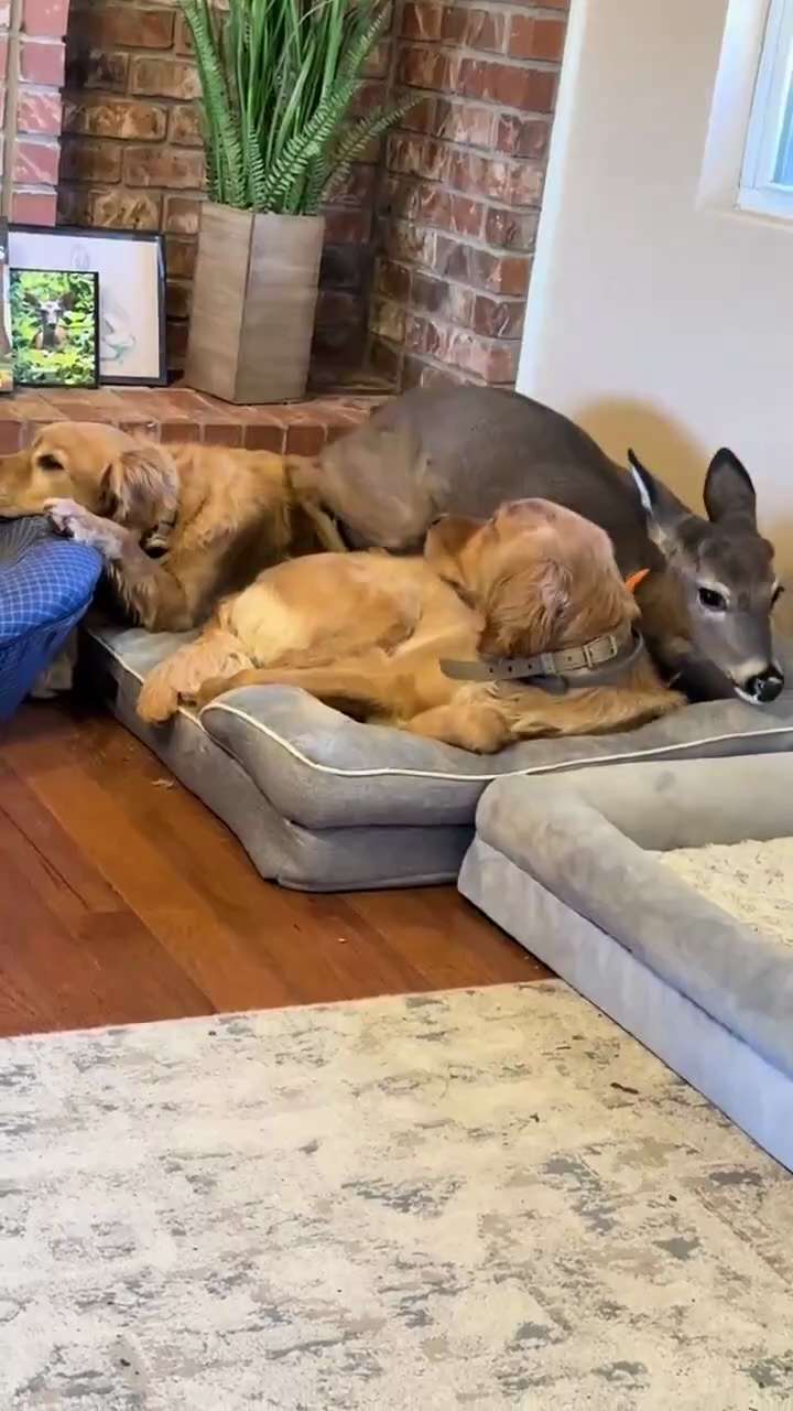 i love how dogs just adopt anything that breathes