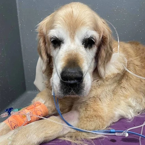 🐶🐱 Welfare NGO
Feeding & treating stray animals
Because every life matters
Support our mission 🤍
Donate ⬇️
https://do...