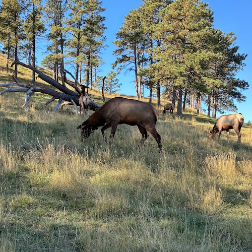 BitterClinger🇺🇸 Dixie Deplorable🍑🥜UGA alum🐶AG🚜
If you’re an American Stand Up🇺🇸My opinions only