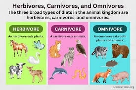Herbivore Carnivore Omnivore Worksheet PDF: A Comprehensive Learning Tool

Understanding the dietary...