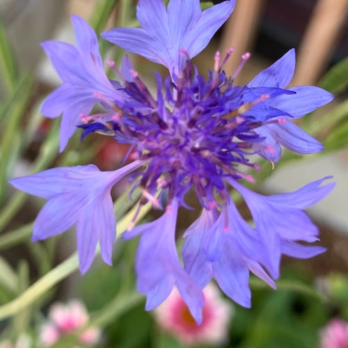 I’m passionate about being a patriot. I’m a gardener, a furry babies mommy, a quilter, and a wife to a wonderful man.