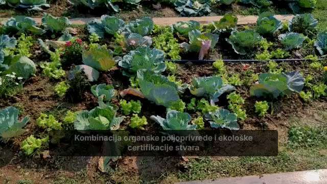 Kako ekološki certifikat osigurava kvalitetu poljoprivrednih proizvoda danas

Ekološki certifikat po...